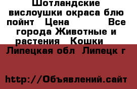 Шотландские вислоушки окраса блю пойнт › Цена ­ 4 000 - Все города Животные и растения » Кошки   . Липецкая обл.,Липецк г.